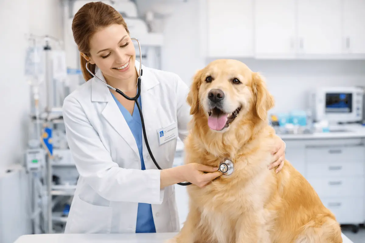 Veterinarian reviewing BCSE practice test materials on a tablet